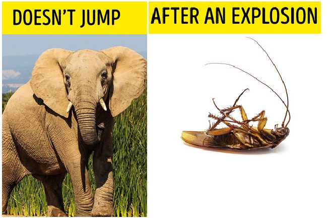 Zdroj : brightside.me