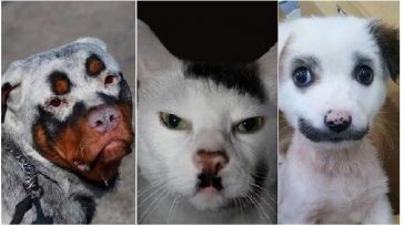 Zdroj : brightside.me