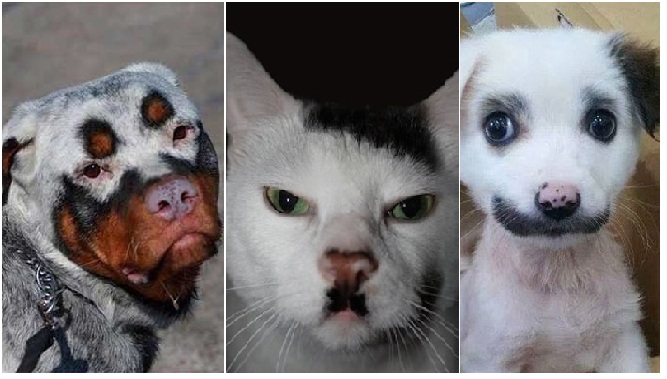 Zdroj : brightside.me