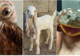 Zdroj : brightside.me