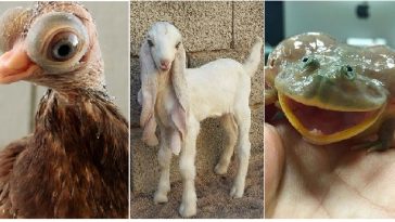 Zdroj : brightside.me