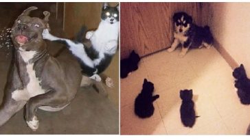 Zdroj : brightside.me