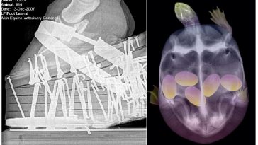 Zdroj : brightside.me