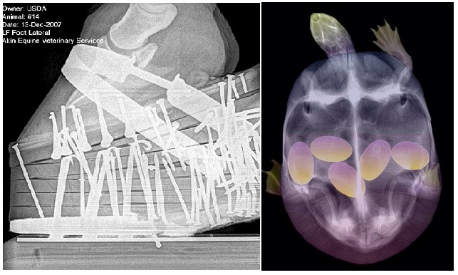 Zdroj : brightside.me