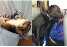 Zdroj : tinhtamvn.net