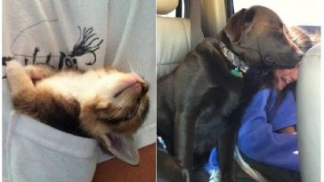 Zdroj : tinhtamvn.net