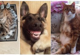 Zdroj : brightside.me