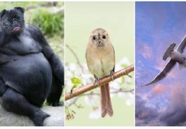 Zdroj: boredpanda.com