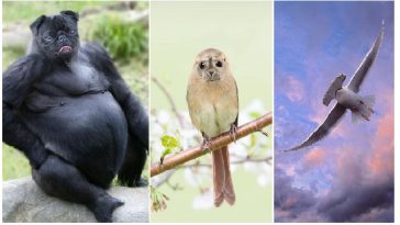 Zdroj: boredpanda.com