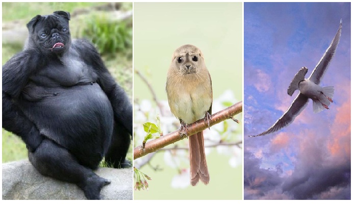 Zdroj: boredpanda.com