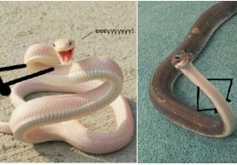 Zdroj : boredpanda.com