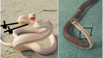 Zdroj : boredpanda.com