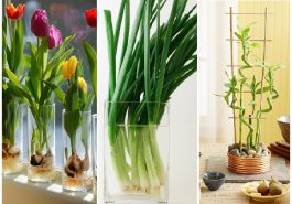 Zdroj : brightside.me