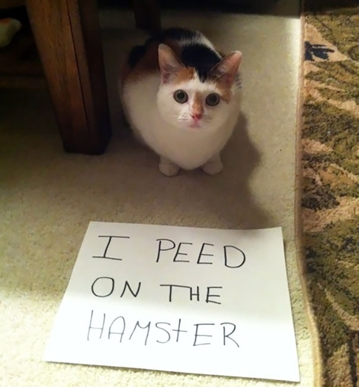 Zdroj : brightside.me