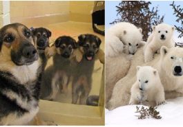 Zdroj : brightside.me