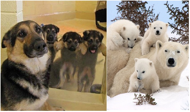 Zdroj : brightside.me