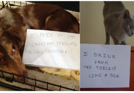 Zdroj : brightside.me