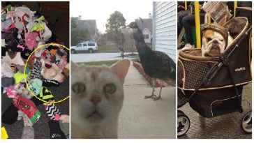 Zdroj: brightside.me