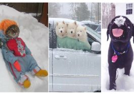 Zdroj : brightside.me