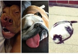 Zdroj : brightside.me