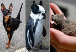 Zdroj : buzznick.com