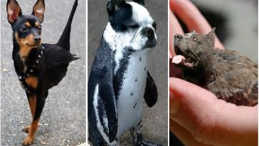 Zdroj : buzznick.com