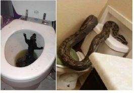 Zdroj : buzznick.com