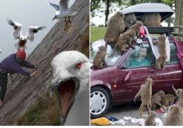 Zdroj : buzznick.com