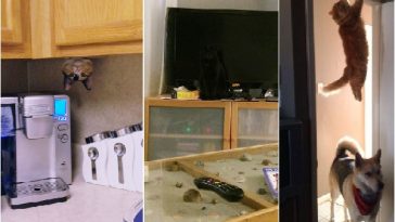 Zdroj : buzznick.com