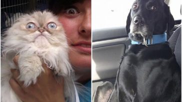 Zdroj : buzznick.com