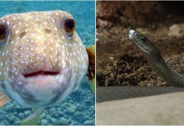 Zdroj : buzznick.com