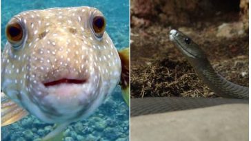 Zdroj : buzznick.com