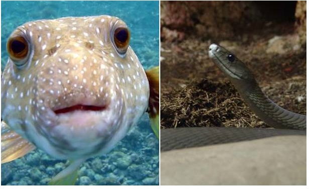 Zdroj : buzznick.com