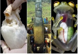 Zdroj : boredpanda.com