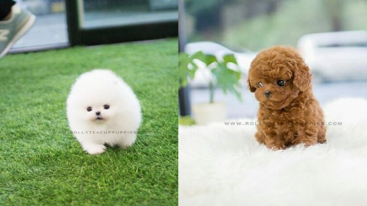 Rolly teacup puppies best sale prezzo