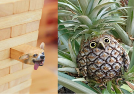 Dřevěný pes, ananasova
