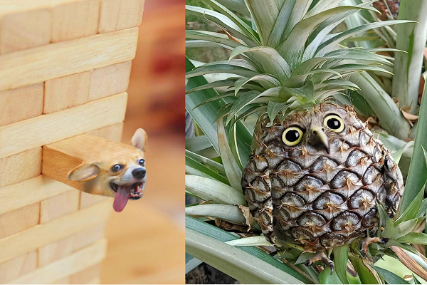 Dřevěný pes, ananasova